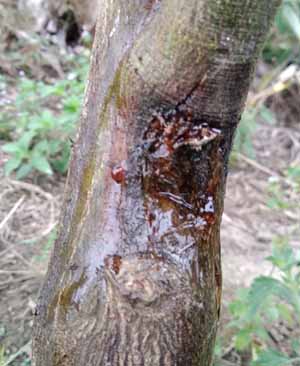 Biểu hiện bệnh xì mủ trên cây bưởi